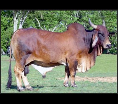 Red Sindhi Cow